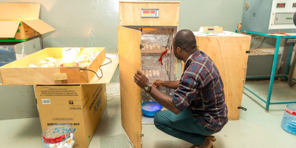 Academic City University students demonstrating a low-cost poultry incubator for local farming and food security in Ghana.